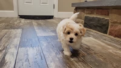 Hannah  (6-10lbs fullgrown), a female Havapoo for sale in Lebanon, PA – 3 of 9