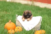 Shawn, a male Shihpoo for sale in Lebanon, PA – 4 of 10