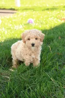 Trent, a male Poodle - Toy  for sale in Lebanon, PA – 3 of 9