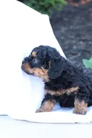 Heidi, a female Havapoo for sale in Lebanon, PA – 3 of 10