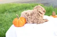 Tasha, a female Poodle - Toy  for sale in Lebanon, PA – 7 of 10