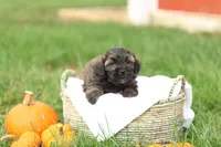 Sheldon, a male Shihpoo for sale in Lebanon, PA – 4 of 9