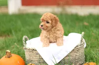 Haven, a female Havapoo for sale in Lebanon, PA – 4 of 10