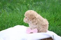Malinda, a female Maltipoo for sale in Lebanon, PA – 2 of 6