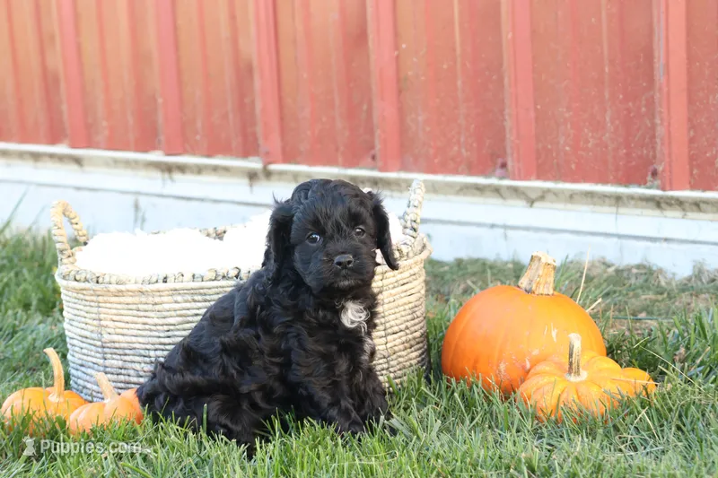 Colton, a male Cavalier King Charles Spaniel and Poodle - Toy  for sale in Lebanon, PA – 1 of 9