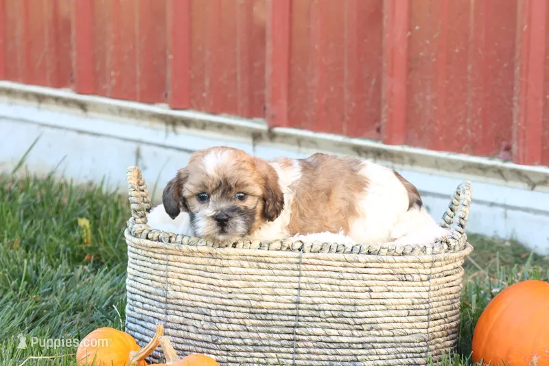 Sage – Shih Tzu, Poodle - Toy  puppy for sale in Lebanon, PA