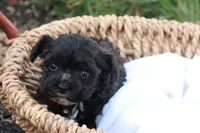 Hudson, a male Havapoo for sale in Lebanon, PA – 2 of 8