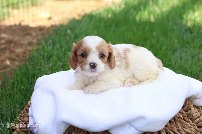 Cody – Cavapoo puppy for sale in Lebanon, PA
