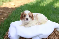Cody, a male Cavapoo for sale in Lebanon, PA – 1 of 8