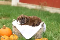 Jennica, a female Jack Russell Terrier and Poodle - Toy  for sale in Lebanon, PA – 7 of 10