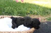 Hudson, a male Havapoo for sale in Lebanon, PA – 3 of 8