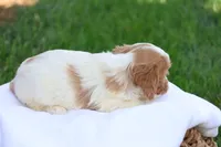 Cody, a male Cavapoo for sale in Lebanon, PA – 3 of 8