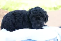 Hanson, a male Havapoo for sale in Lebanon, PA – 2 of 10