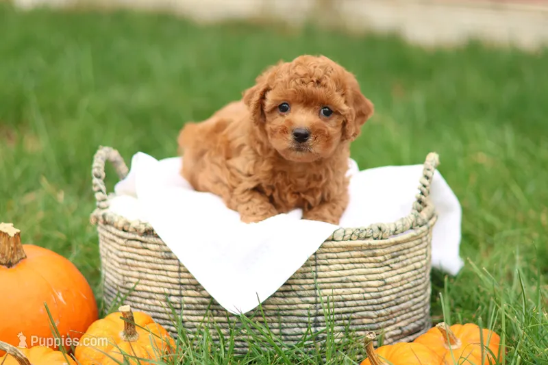 Hunter – Havapoo puppy for sale in Lebanon, PA