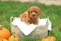 Hunter, a male Havapoo for sale in Lebanon, PA – 1 of 10