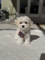 Loly, a male Maltipoo for sale in Orlando, FL – Photo 4 of 4