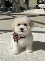 Loly, a male Maltipoo for sale in Orlando, FL – Photo 1 of 4