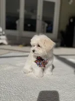 Loly, a male Maltipoo for sale in Orlando, FL – Photo 3 of 4