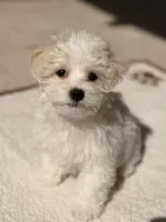 Leo, a male Maltipoo for sale in Orlando, FL – Photo 2 of 4