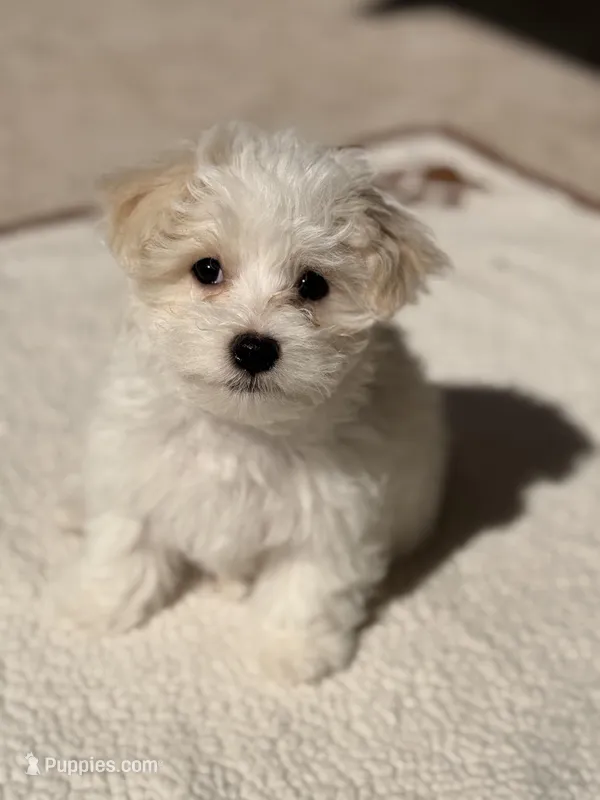 Leo, a male Maltipoo for sale in Orlando, FL – Photo 1 of 4