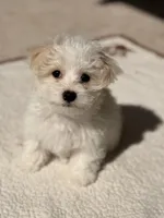 Leo, a male Maltipoo for sale in Orlando, FL – Photo 1 of 4