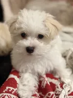 Leo, a male Maltipoo for sale in Orlando, FL – Photo 4 of 4