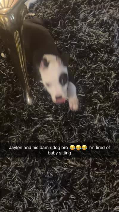 Diamond, a female American Pit Bull Terrier for sale in Haines City, FL – 2 of 2