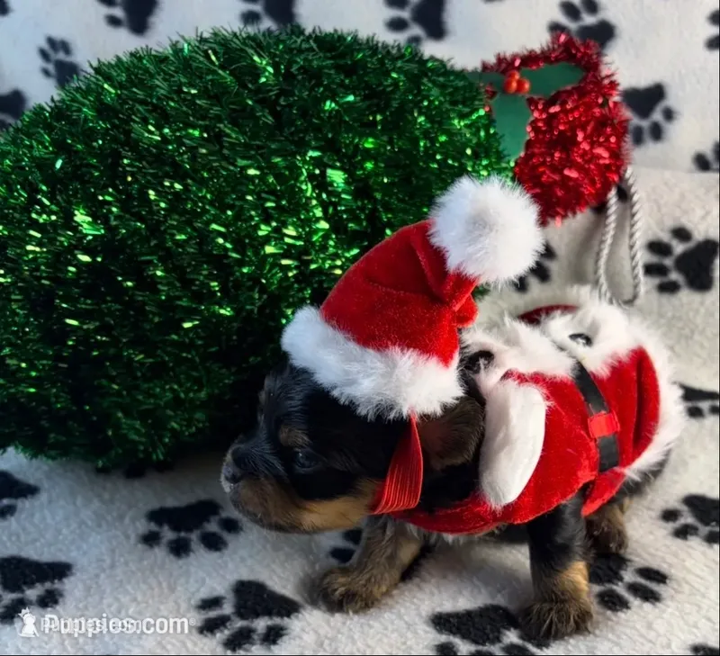 Ryder – Yorkshire Terrier puppy for sale in Owasso, OK