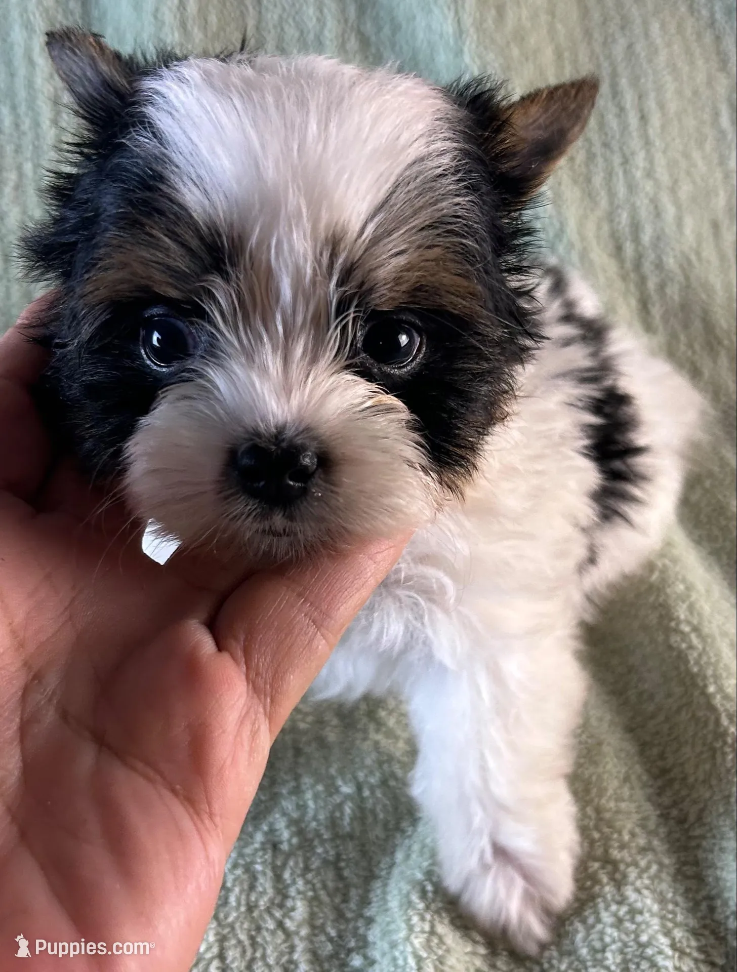Romeo, a male Biewer for sale in Owasso, OK – 3 of 4