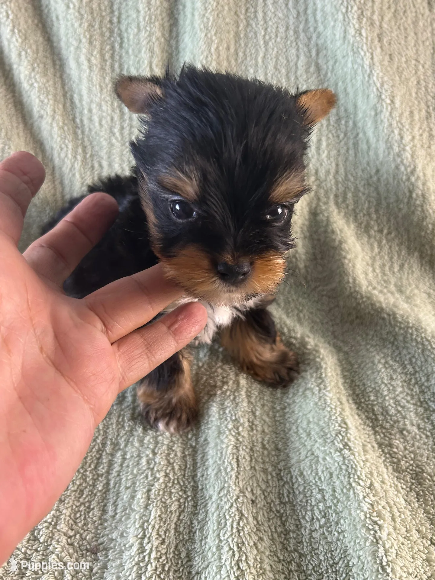 Jax, a male Yorkshire Terrier for sale in Owasso, OK – 3 of 3