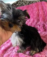 Piper, a male Yorkshire Terrier for sale in Owasso, OK – 2 of 4