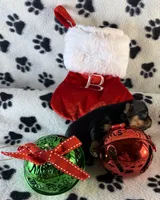 Sweet girl, a female Yorkshire Terrier for sale in Owasso, OK – 2 of 2