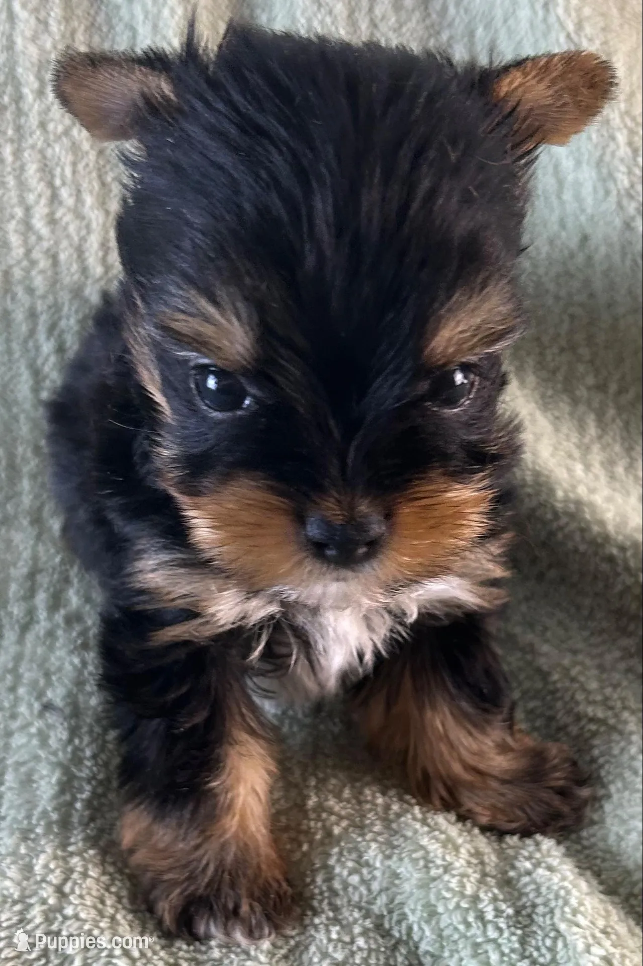 Jax, a male Yorkshire Terrier for sale in Owasso, OK – 1 of 3