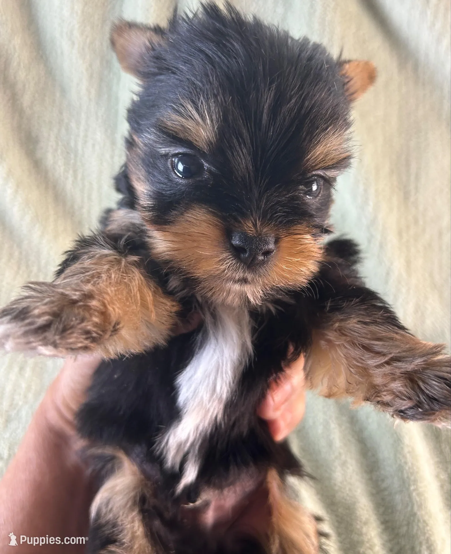 Jax, a male Yorkshire Terrier for sale in Owasso, OK – 2 of 3