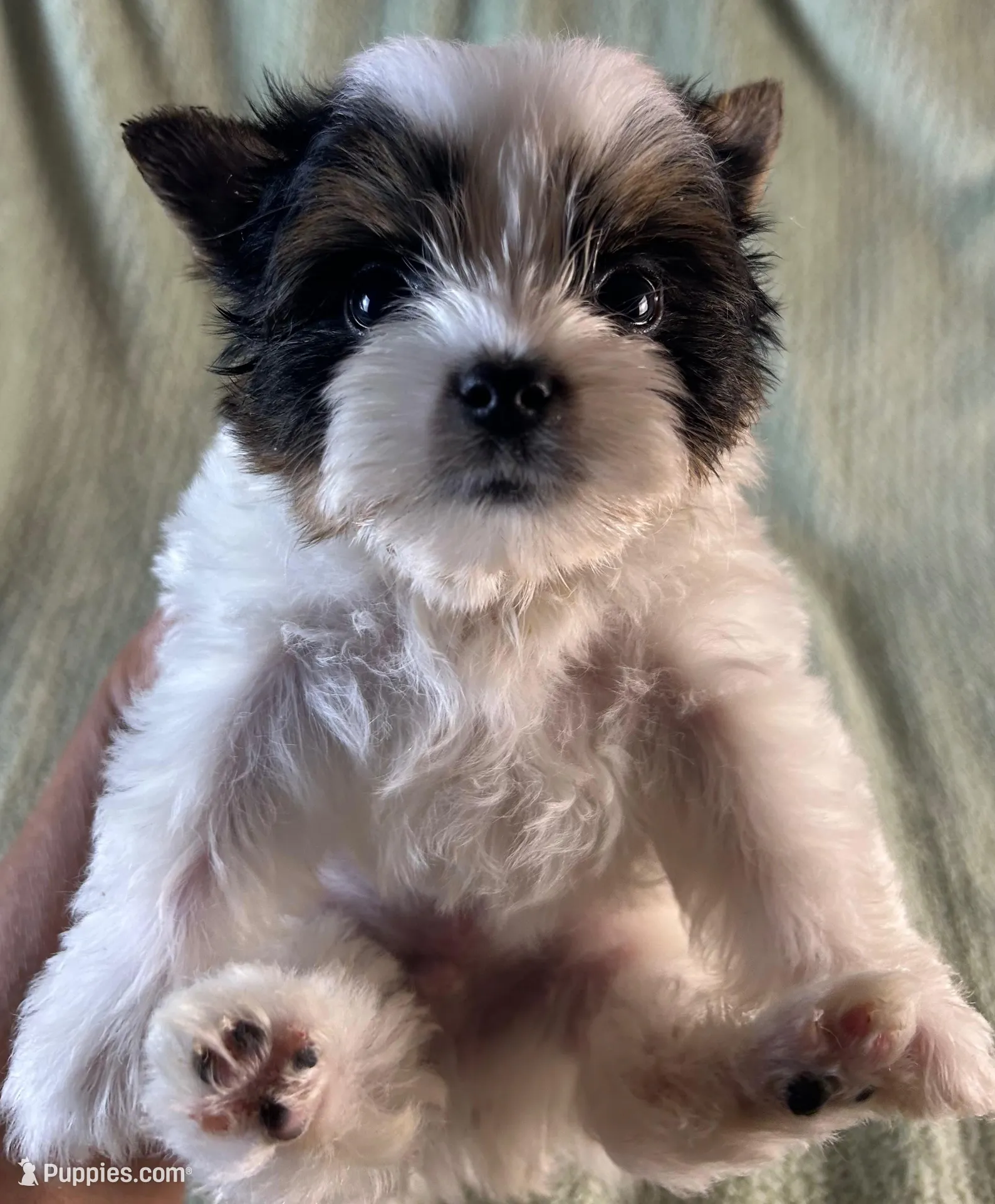 Romeo, a male Biewer for sale in Owasso, OK – 2 of 4