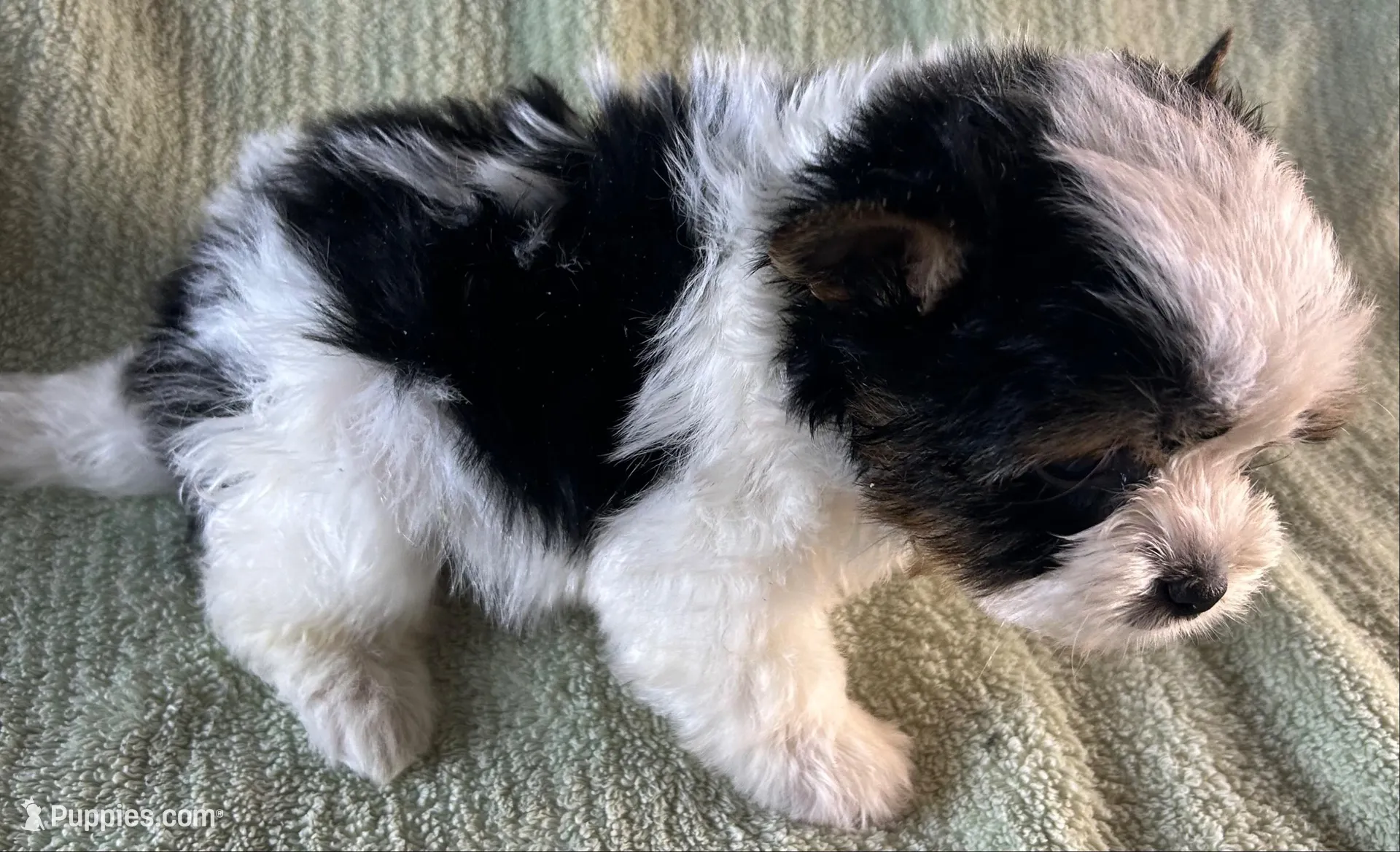 Romeo, a male Biewer for sale in Owasso, OK – 4 of 4