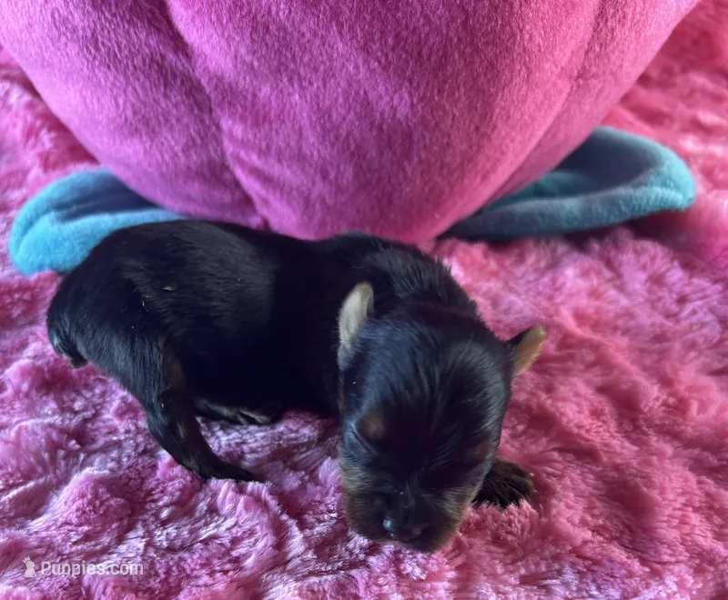 Emmie – Yorkshire Terrier puppy for sale in Owasso, OK