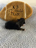 Ryder, a male Yorkshire Terrier for sale in Owasso, OK – 2 of 2
