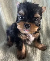 Piper, a male Yorkshire Terrier for sale in Owasso, OK – 2 of 3