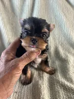 Piper, a male Yorkshire Terrier for sale in Owasso, OK – 3 of 3