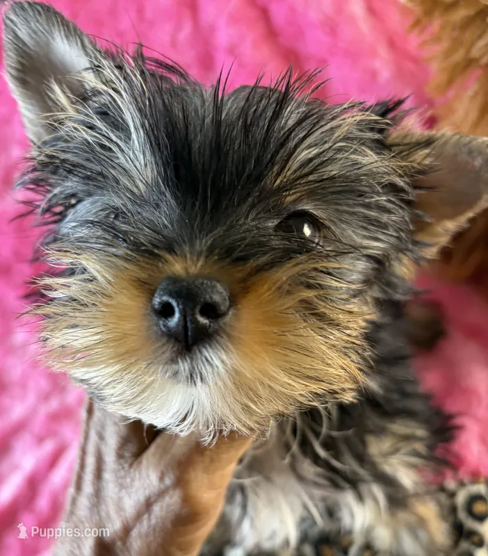 Piper – Yorkshire Terrier puppy for sale in Owasso, OK