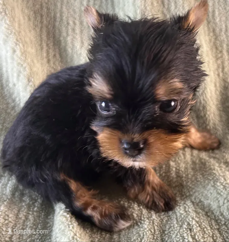 Piper – Yorkshire Terrier puppy for sale in Owasso, OK