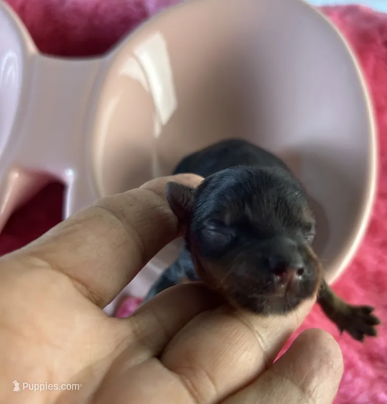 Starr – Yorkshire Terrier puppy for sale in Owasso, OK