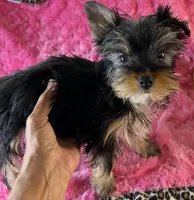 Piper, a male Yorkshire Terrier for sale in Owasso, OK – 3 of 4
