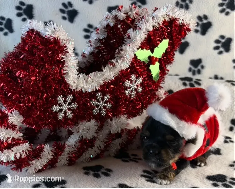 Sweet girl – Yorkshire Terrier puppy for sale in Owasso, OK