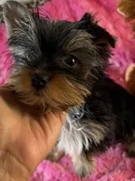 Piper, a male Yorkshire Terrier for sale in Owasso, OK – 4 of 4