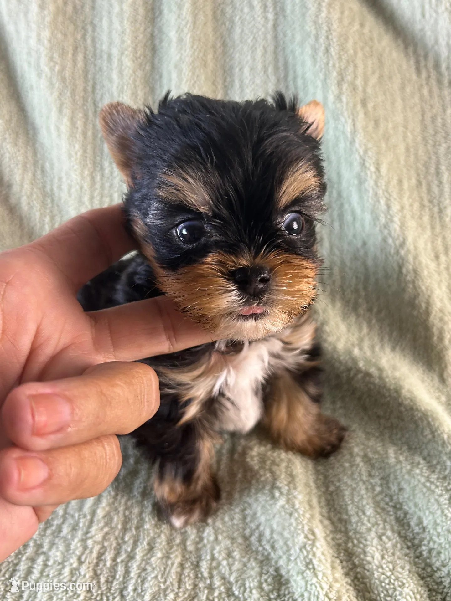 Duke, a male Yorkshire Terrier for sale in Owasso, OK – 1 of 2