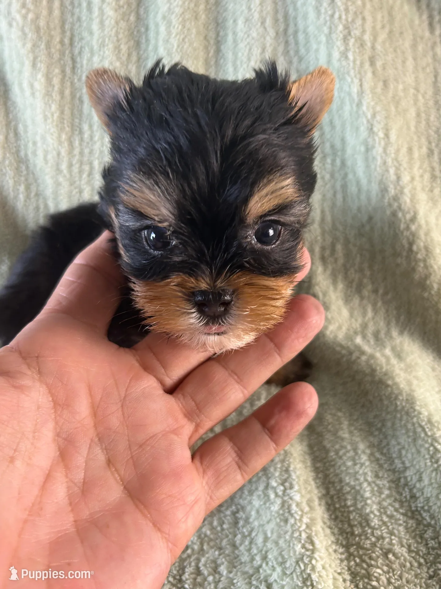 Duke, a male Yorkshire Terrier for sale in Owasso, OK – 2 of 2