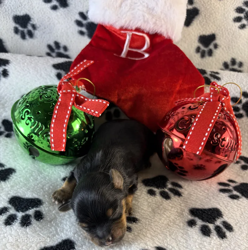Sweet girl – Yorkshire Terrier puppy for sale in Owasso, OK