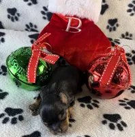 Sweet girl, a female Yorkshire Terrier for sale in Owasso, OK – 1 of 2